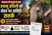 महाकाल मंदिर की सवारी में शामिल होने वाली श्यामू हथिनी, स्वास्थ्य की जानकारी लेने के लिए मंदिर समिति द्वारा मालिक को पत्र भेजे जाने से जुड़ी तस्वीर।