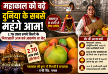 उज्जैन के श्री महाकालेश्वर मंदिर में भगवान महाकाल को अर्पित किए गए मियाज़ाकी और अन्य विदेशी प्रीमियम आम।