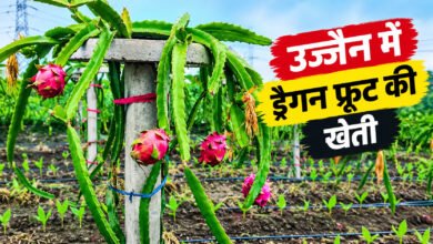 ताजपुर में किसान का अनोखा प्रयोग, 8 बीघा में उगा रहे ड्रैगन फ्रूट