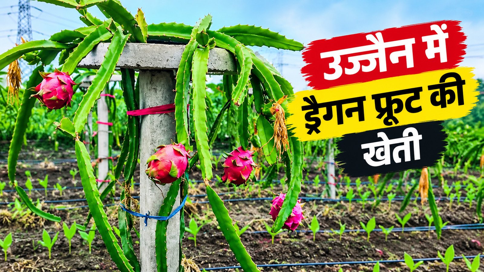 ताजपुर में किसान का अनोखा प्रयोग, 8 बीघा में उगा रहे ड्रैगन फ्रूट
