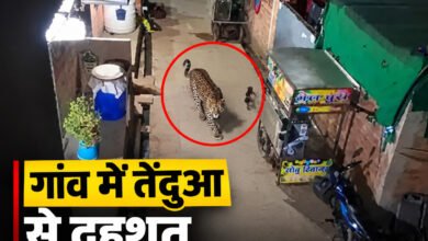 माकनी गांव में डेढ़ घंटे घूमता रहा तेंदुआ, ग्रामीणों में दहशत
