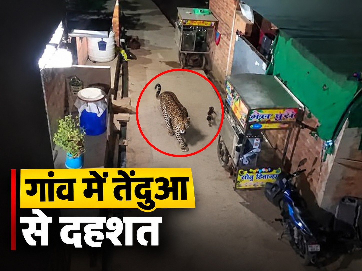 माकनी गांव में डेढ़ घंटे घूमता रहा तेंदुआ, ग्रामीणों में दहशत